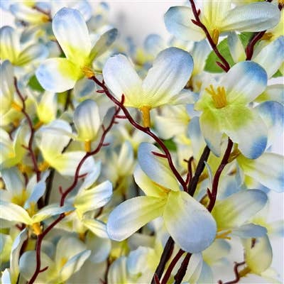 Tweedia Bush x 5 - 24” - Blue/Green