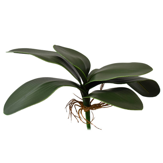 11” Phalaenopsis Plant