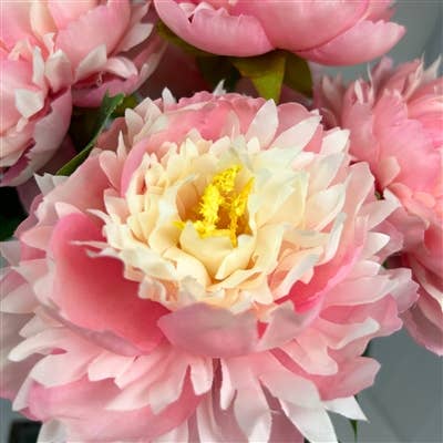 Moutan Peony Bush x 5 - Lt. Pink - 17”