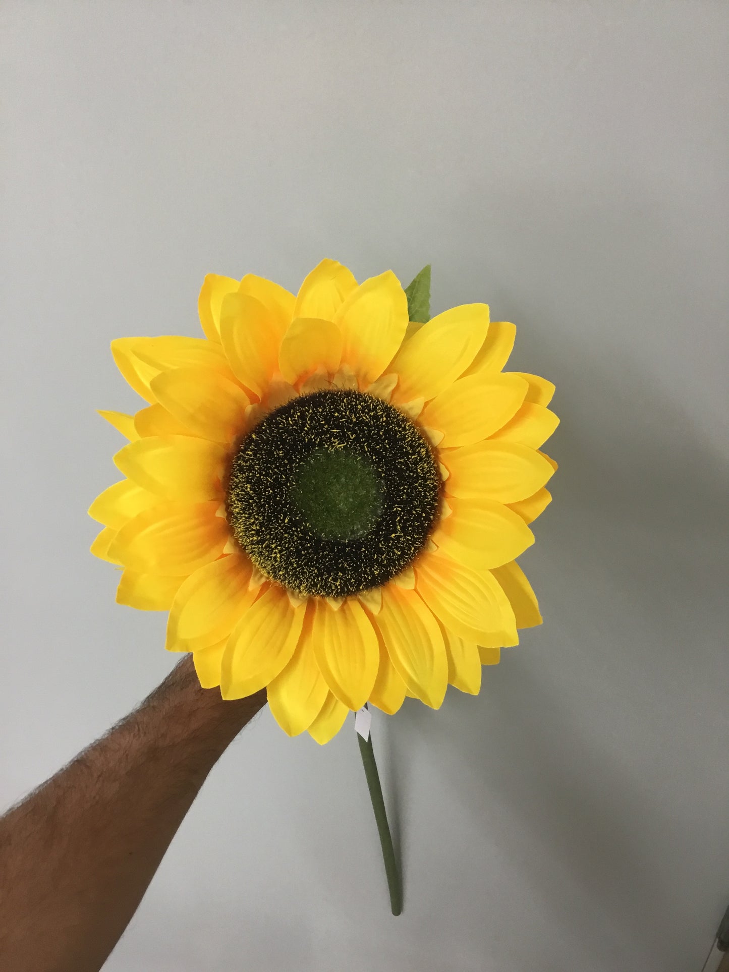 Large Sunflower Stem