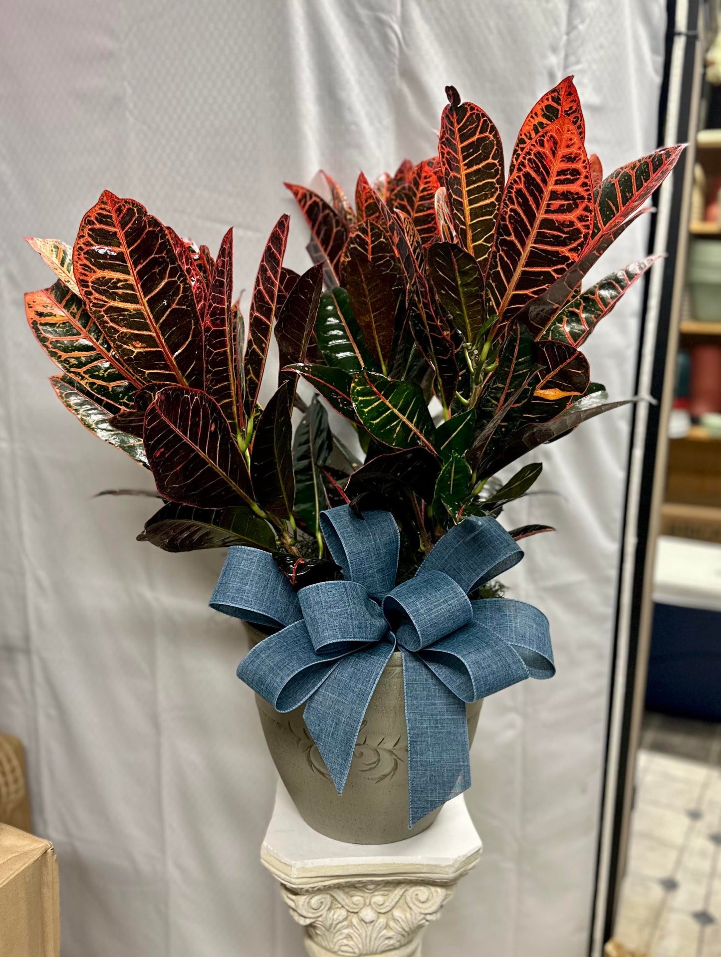 Designers Choice Green Plant