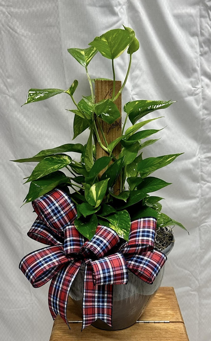 Designers Choice Green Plant