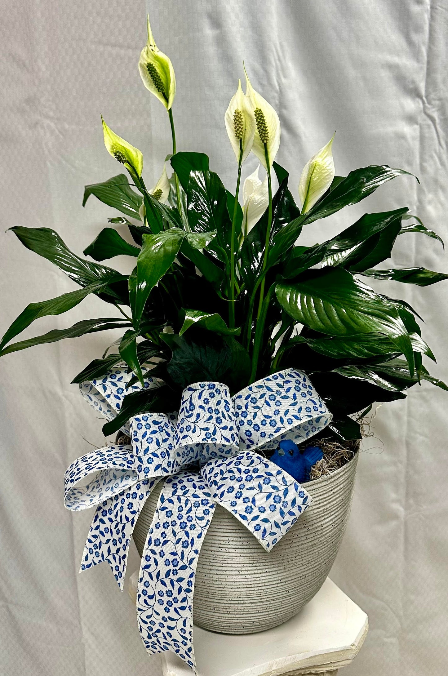 Peace Lilly Plant