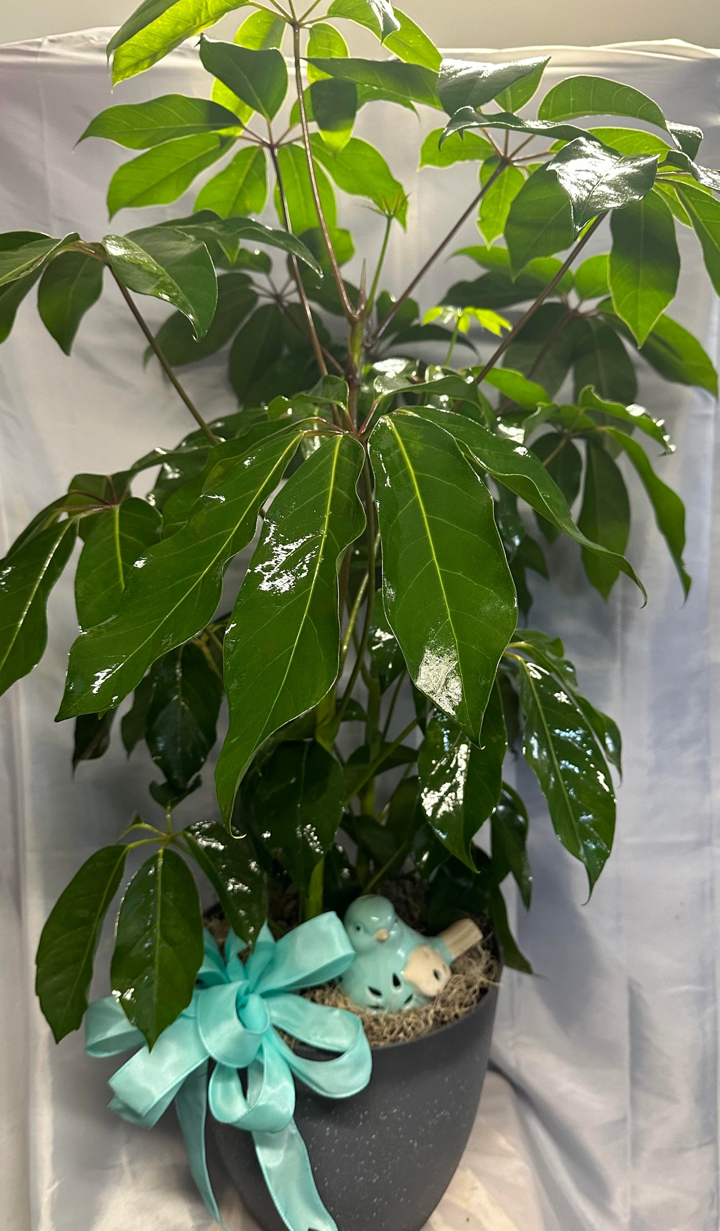 Designers Choice Green Plant