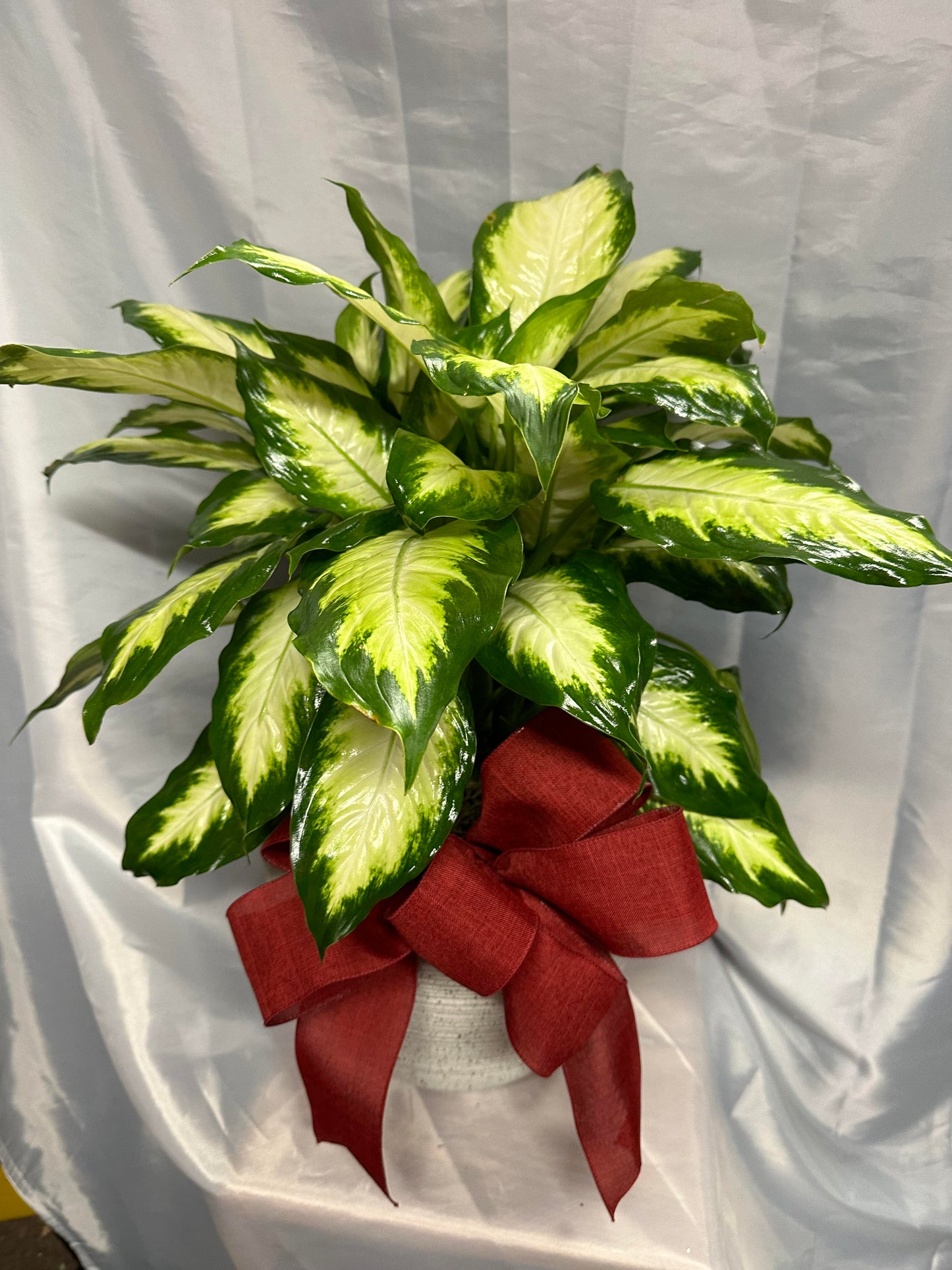 Designers Choice Green Plant
