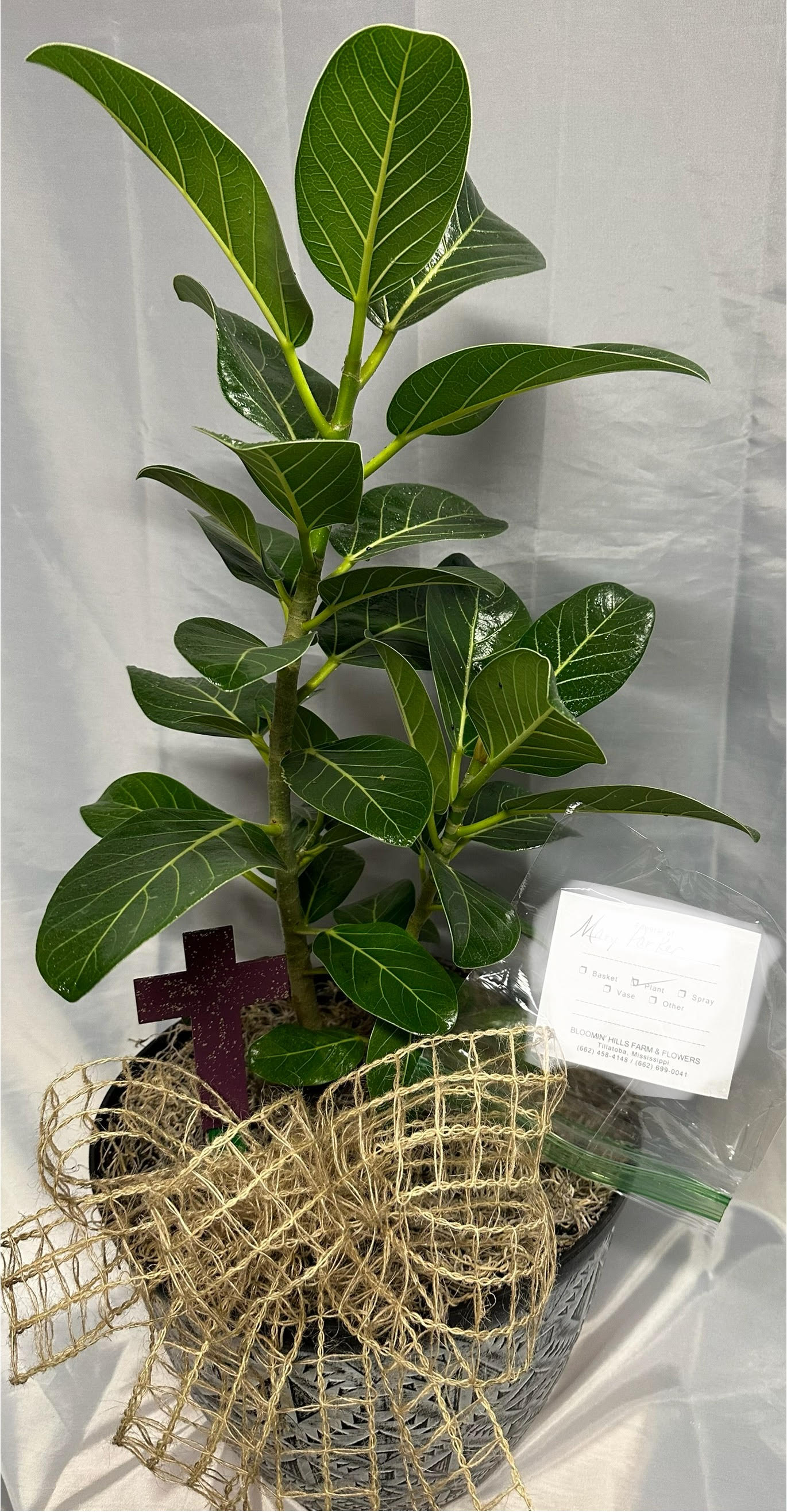 Designers Choice Green Plant