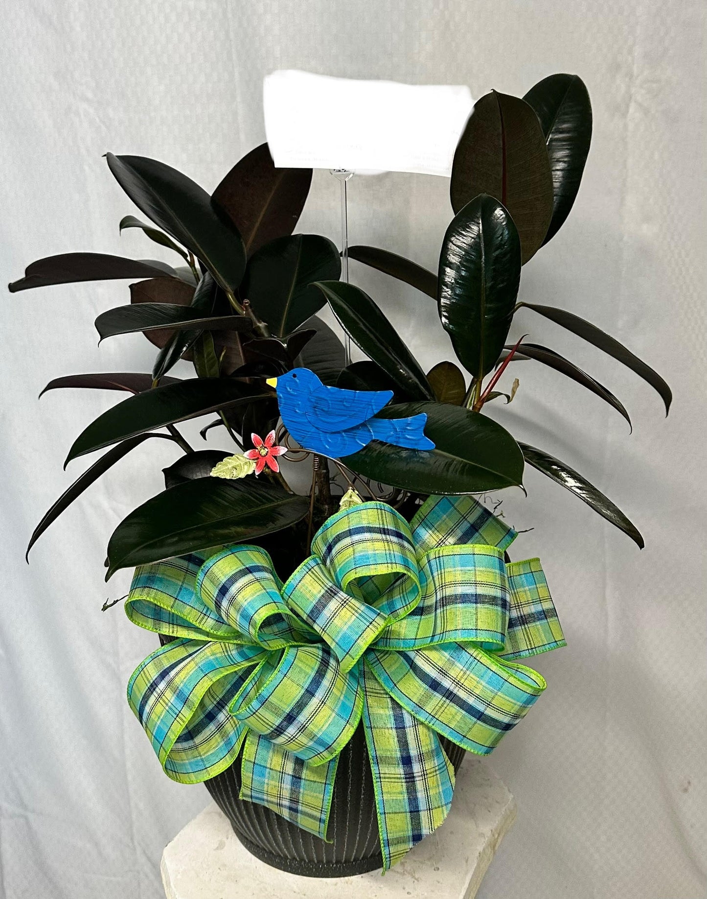 Designers Choice Green Plant