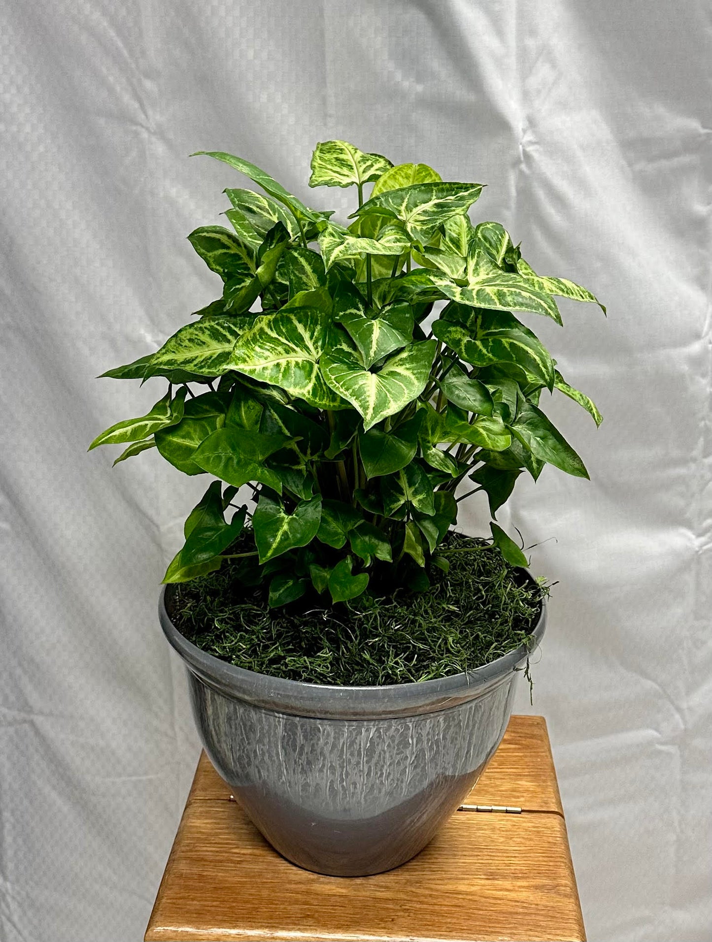 Designers Choice Green Plant