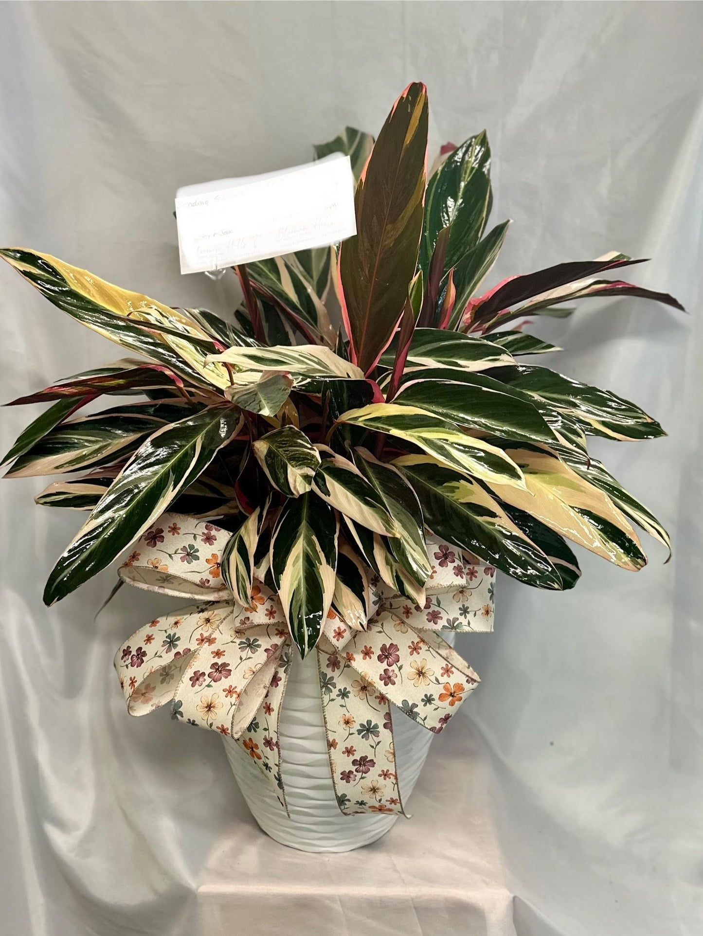 Designers Choice Green Plant