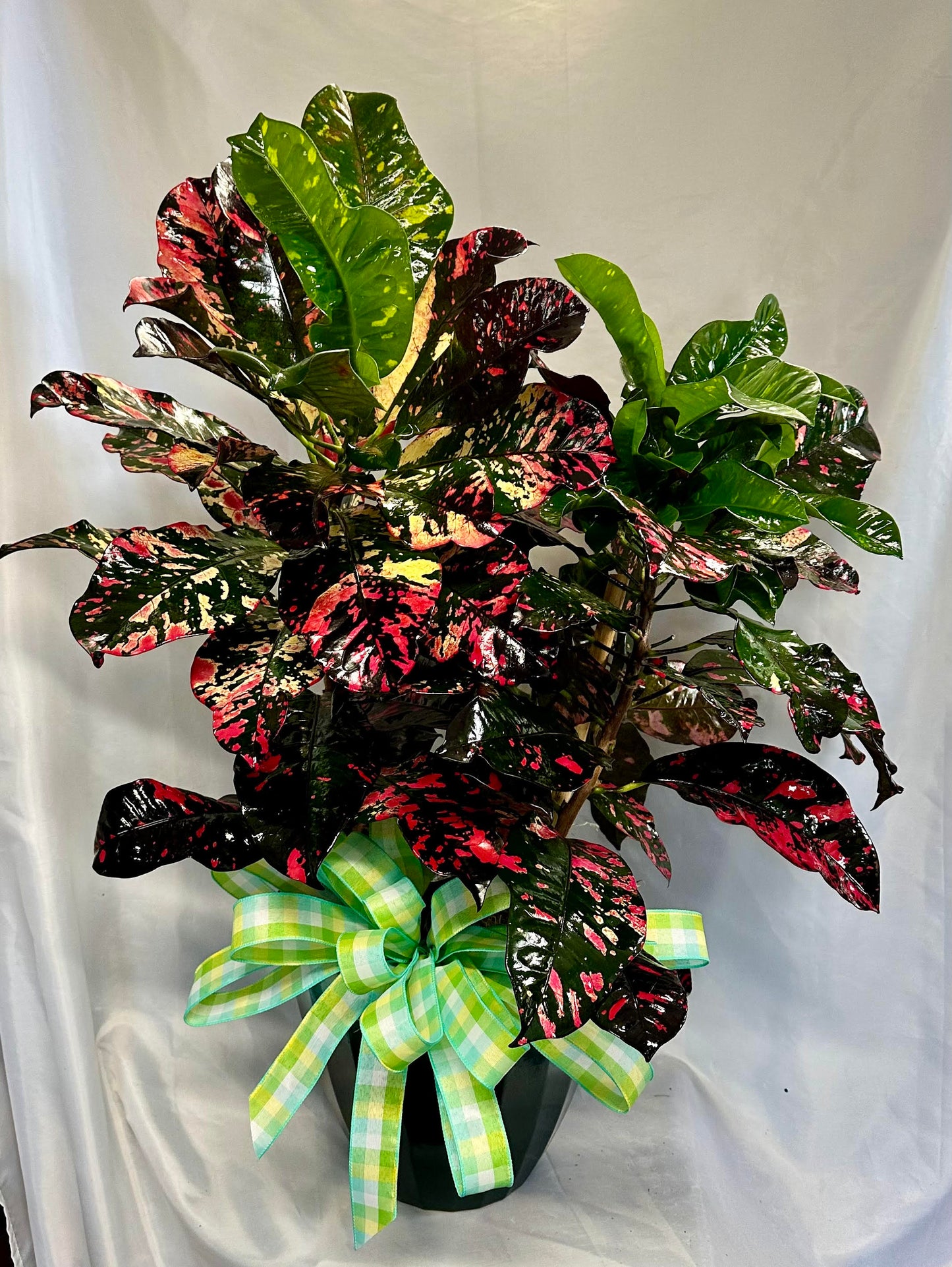 Designers Choice Green Plant