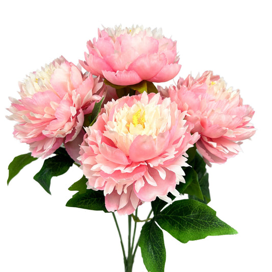 Moutan Peony Bush x 5 - Lt. Pink - 17”
