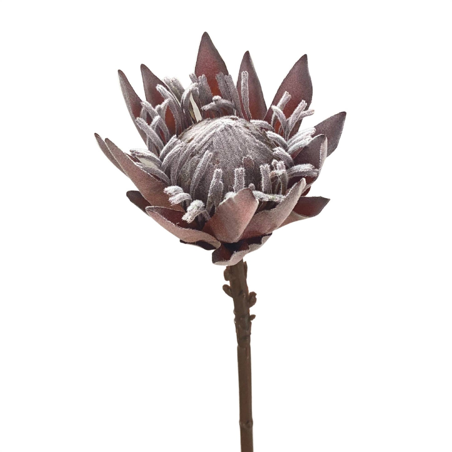 KING PROTEA STEM 19" - DK. BROWN