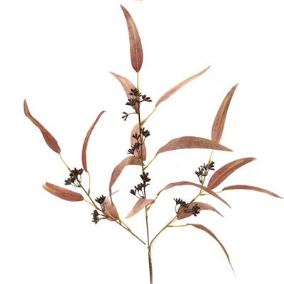 Wispy Seeded Eucalyptus Spray 30.5'' -Cranberry