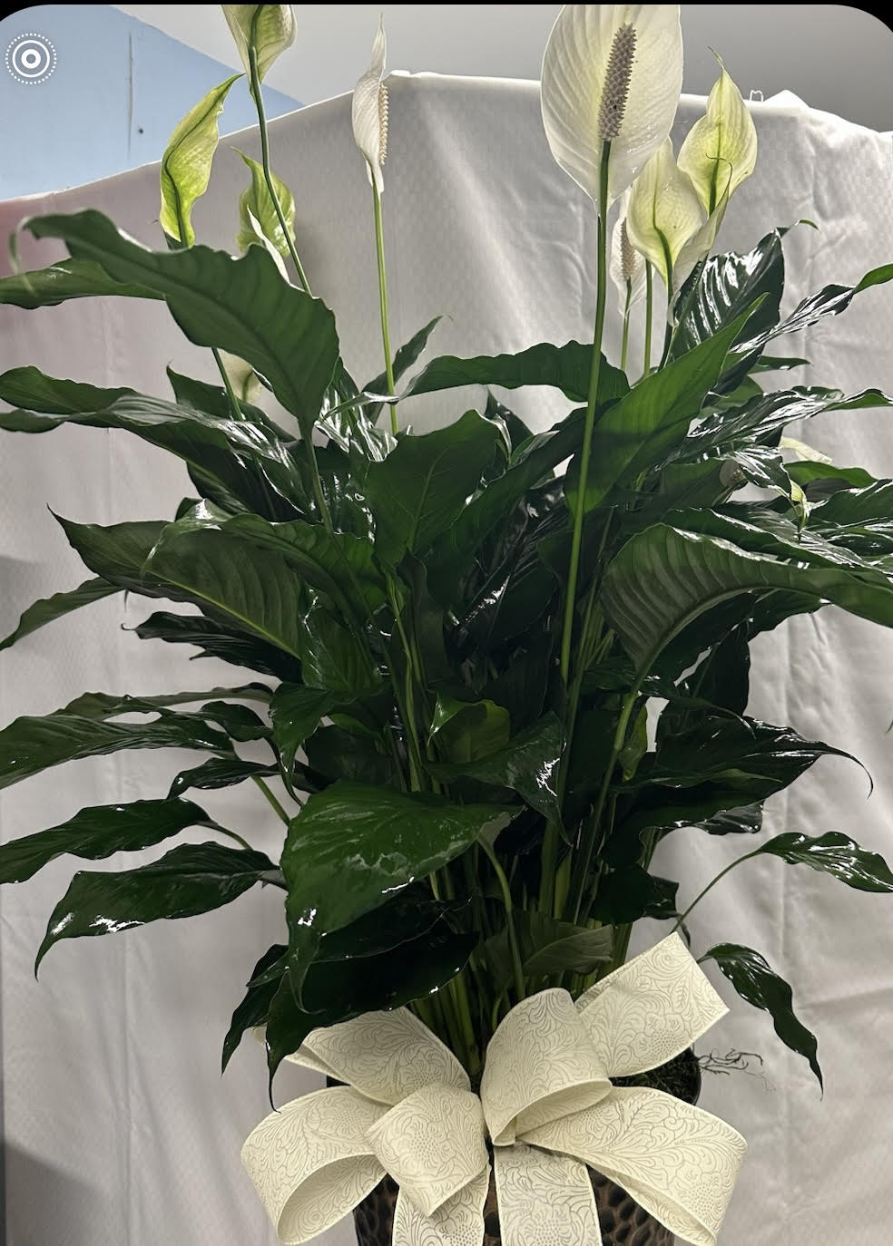 Peace Lilly Plant