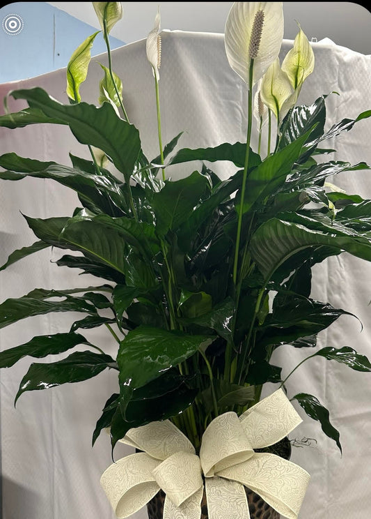 Peace Lilly Plant