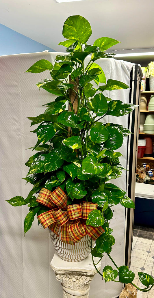 Designers Choice Green Plant